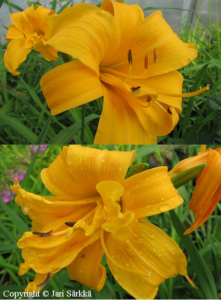 Hemerocallis Hybrida-Ryhm 'Three Tears', tarhapaivanlilja